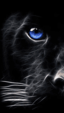 a close up of a black panther 's blue eye