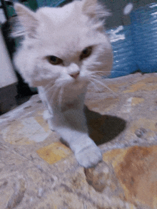 a white cat standing on a tiled floor with a blue bottle in the background