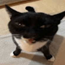 a black and white cat is sitting on a carpet and looking up at the camera .