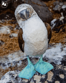 a bird with blue feet is standing on a rock with a rs logo in the background