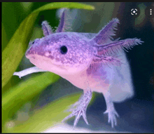 a close up of a purple axolotl swimming in a tank .