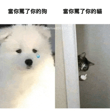 a dog is crying and a cat is peeking out of a doorway .