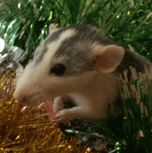 a mouse is sitting in a christmas tree