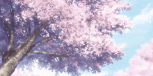 a cherry blossom tree with pink flowers against a blue sky