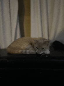 a cat is laying on a table in front of a window