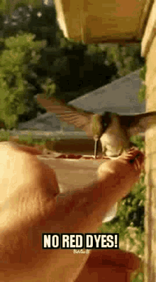 a hummingbird is sitting on a person 's hand with the words no red dyes written on the bottom .