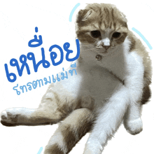 a cat with a bell around its neck sits on a white background with blue writing