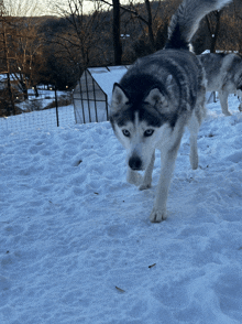 a husky dog is walking through the snow