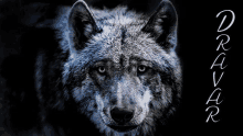 a close up of a wolf 's face with the word dravar on the bottom