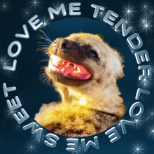 a picture of a meerkat with the words love me tender love me sweet