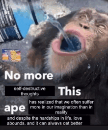 a chimpanzee is drinking water from a bottle with his mouth open .