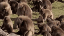 a herd of monkeys are sitting on top of a grassy hill .