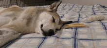 a dog is laying on a bed with a blue and white plaid blanket