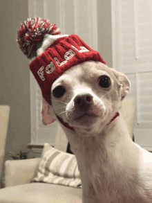 a small white dog wearing a red hat that says " fala " on it