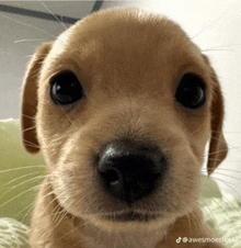 a close up of a puppy 's nose with the words awesomeclick written on the bottom