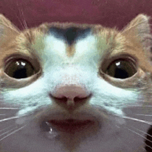 a close up of a cat 's face looking at the camera with a surprised look on its face .