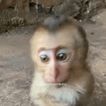 a monkey with a mohawk on its head is sitting on the ground and looking at the camera .