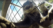 a close up of an otter taking a picture of itself