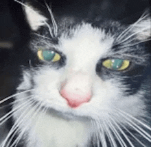 a close up of a black and white cat 's face with green eyes .