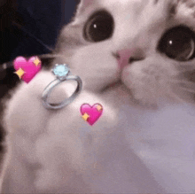 a close up of a cat with a ring and a heart on its chest