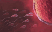 a close up of a sperm moving towards an egg in the body .