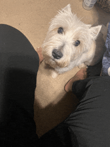 a small white dog is looking up at someone 's feet