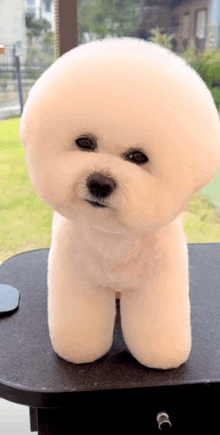 a small white dog is standing on its hind legs on a black table