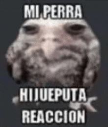 a picture of a frog with a caption that says `` mi perra hijueputa reaccion '' .