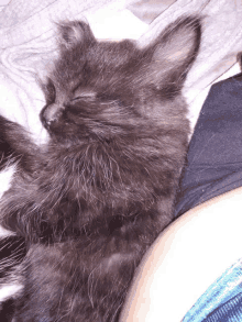 a cat is sleeping on a person 's lap with its eyes closed