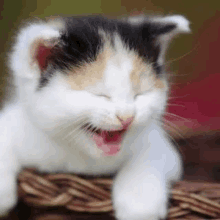 a calico kitten is sitting in a basket with its mouth open and laughing .