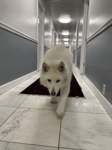 a white dog is walking down a hallway with a red rug