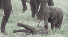 a baby elephant is laying on its back in the grass with a group of elephants standing around it .