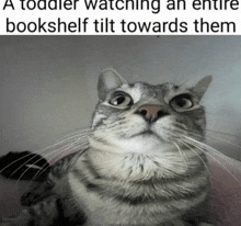 a cat with a caption that says " a toddler watching an entire bookshelf tilt towards them "