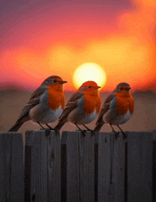 three birds perched on a wooden fence with the sun behind them