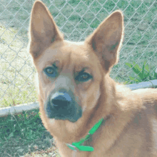 a close up of a dog 's face with a green collar