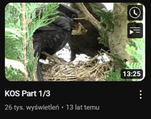 a screenshot of a video of a black bird in a nest