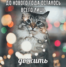 a cat is holding a string of christmas lights with a caption in russian that says " до нового года осталось "