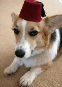 a brown and white dog wearing a red fez hat