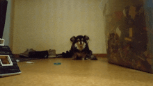 a small black and white dog sitting on the floor in a dark room