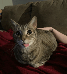 a cat laying on a red blanket with its tongue sticking out