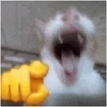 a blurry picture of a cat with its mouth open and a yellow fist in the foreground .