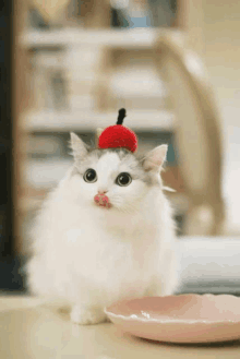 a white cat wearing a red hat is licking its lips