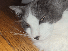 a close up of a gray and white cat laying on the floor