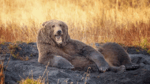 a brown bear is laying on its back in the dirt with its mouth open