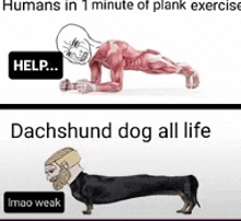 a cartoon of a man doing a plank and a dachshund dog doing a plank .