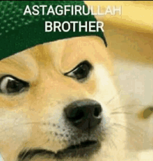 a dog wearing a green hat and the words `` astagfirullah brother '' .