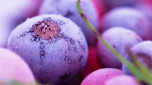 a close up of a purple blueberry with a green stem