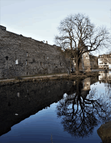 a tree without leaves is reflected in the water near a stone wall