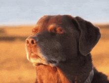 a close up of a brown dog 's face with its eyes closed .