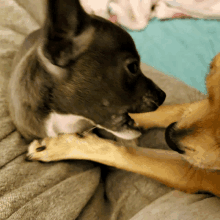 a close up of a dog licking another dog 's paw on a bed